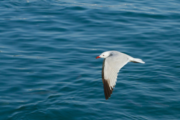 Fototapeta na wymiar Gaviota de audouin volando sobre el fondo del mar ( Ichthyaetus audouinii). 