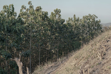 field of olive trees