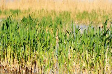 Reeds at Lake Balaton , Hungary