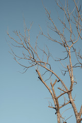 tree branches against blue sky