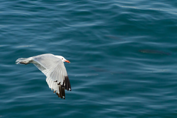 Audouin seagull flying over the bottom of the sea