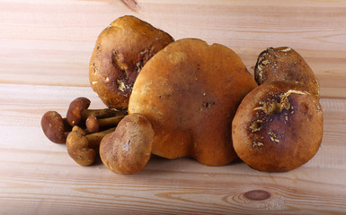 Boletus mushrooms on table