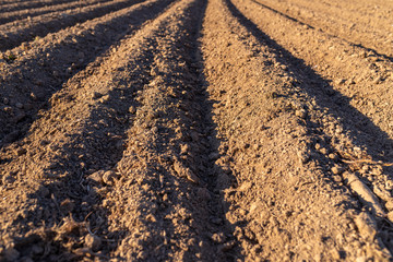 Plowed soil for planting potatoes, visible even rows of soil and sharp shadow of the sun.