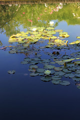 Obraz na płótnie Canvas Nenúfares en flor en una estanque o alberca
