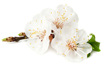 white flowers blossoms isolated on white background. cherry flower
