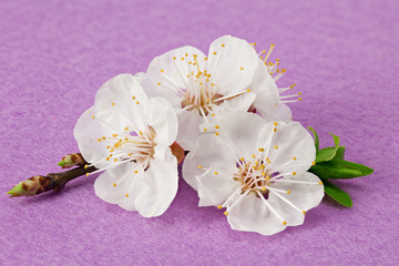 Fototapeta premium apricot flowers on pink background. white flowers. top view