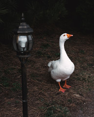a white goose stands next to a street lamp