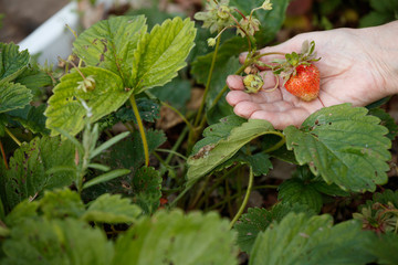 Closeup of old woman's hands holding organic garden summer strawberry berries while picking up berries on a strawberry farm. Grandma's hobby. Healthy lifestyle and healthy food.