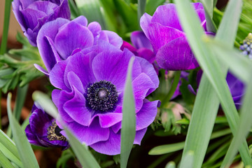 bouquet of purple anemone flowers on green leaves background