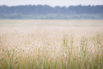 Evening landscape on a field of dry grass. Forest and fog in the background. Rural landscape