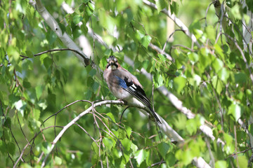 Portrait of standing eurasian jay. Garrulus glandarius