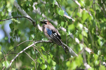 Portrait of standing eurasian jay. Garrulus glandarius