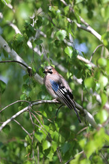 Portrait of standing eurasian jay. Garrulus glandarius