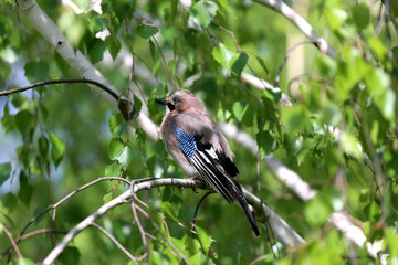 Obraz premium Portrait of standing eurasian jay. Garrulus glandarius