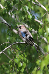 Portrait of standing eurasian jay. Garrulus glandarius