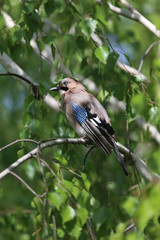 Portrait of standing eurasian jay. Garrulus glandarius