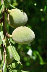 Almendras en primavera