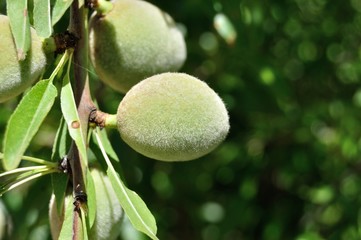 Almendras en primavera