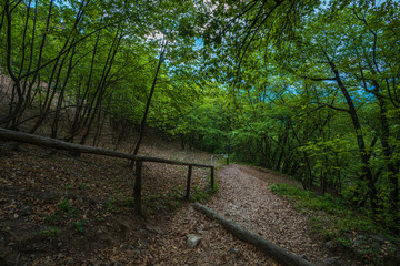 Mountain hiking trail leading through a forest full of fresh spring greenery in Appiano in Italian South Tyrol