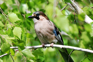 Portrait of standing eurasian jay. Garrulus glandarius