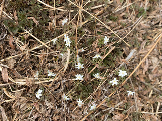 Anemone nemerosa, macro of a beautiful spring forest flower. Wood anemone Anemone nemorosa flower with soft focus. View of magic blooming spring flowers growing in wildlife.