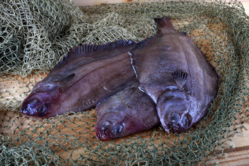 Flathead flounders on net