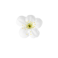 Beautiful tree blossom isolated on white. Spring season