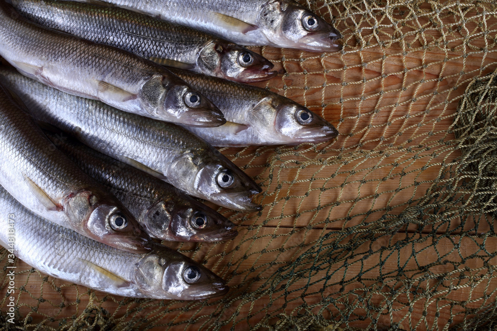 Poster smelt fishes on net. pacific smelt variety