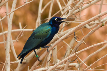 Close up of a purple and green Asian glossy starling bird (Aplonis panayensis) perched on a dry branch with its mate behind.