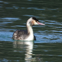 sea bird in the river