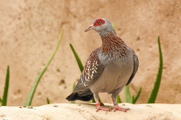 The speckled pigeon (Columba guinea), or (African) rock pigeon, is a pigeon that is a resident breeding bird in much of Africa south of the Sahara