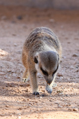 A meerkat walks and digs in the dirt in the desert (Suricata suricatta).