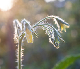 Obraz premium Flowers of the tomato