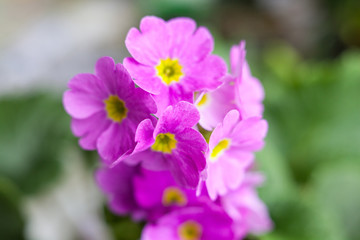Pink verbena flowers
