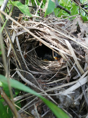 Small Chicks in the nest on the background of grass.
