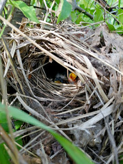 Small Chicks in the nest on the background of grass.