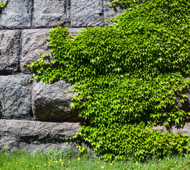 Stone wall covered with the green ivy