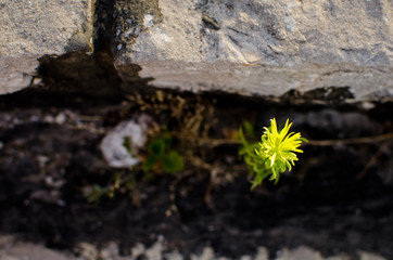 Top view of a green plant growing on  cracked stone, close up, lighten by sunlight, Concept - power plants Vegetable world