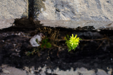 Top view of a green plant growing on  cracked stone, close up, lighten by sunlight, Concept - power plants Vegetable world