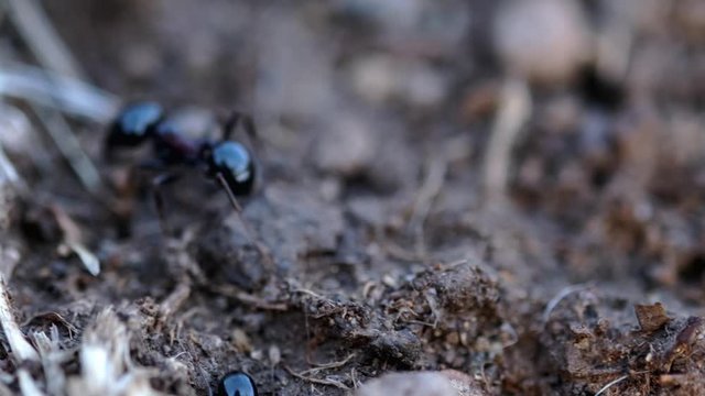 Single ant is walking around the nest close up footage.