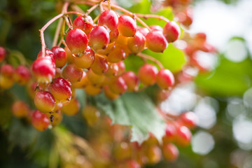 Berries of the guelder-rose