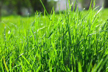 Lush green grass outdoors on sunny day, closeup