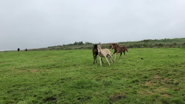 Horses running around on a grass near the turf houses called Gilsstofa and &Aacute;sh&uacute;s in Glaumbaer (Iceland).