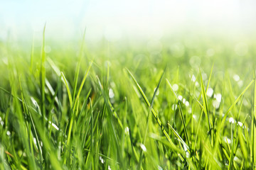 Lush green grass outdoors on sunny day, closeup