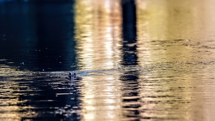 Grey seal bull swimming upstream in a river taking a breath of air with just his nostrils out of the water