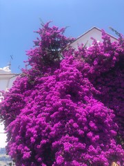 violet in portugal