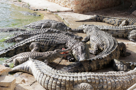 Crocodiles Crocodile Farm Images – Browse 9,605 Stock Photos, Vectors ...