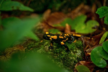 Feuersalamander im Unterholz