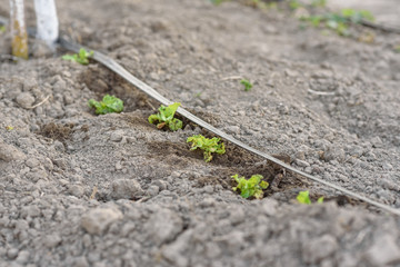green seedling in the ground