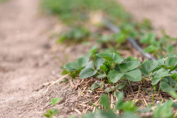 young plant in the ground